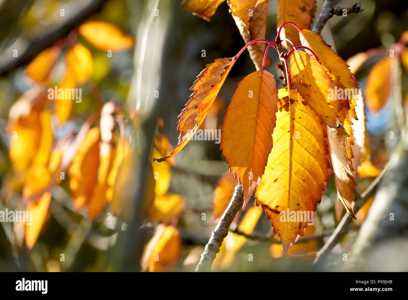 Wild Cherry leaves (prunus avium), back lit and showing off their best autumn colours. Stock Photo