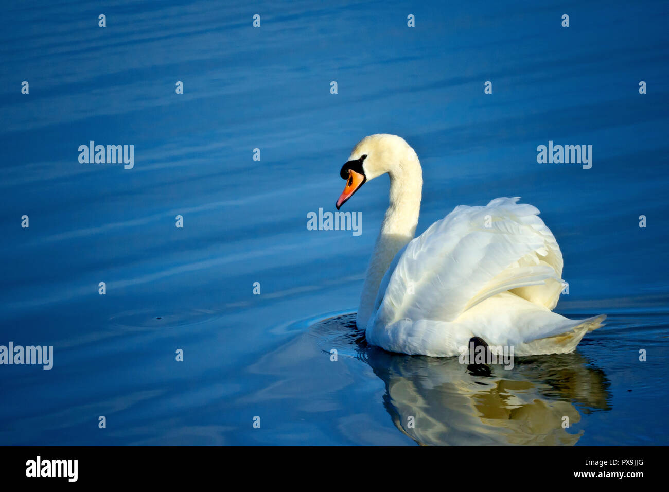 Mute Swan (cygnus olor), swimming away on a calm pond but keeping its eye on you. Stock Photo