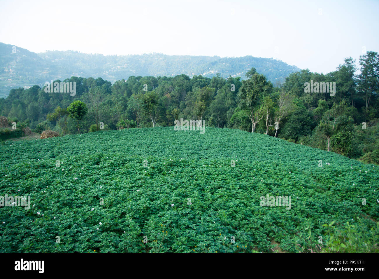 Potato Green Farm Field Stock Photo
