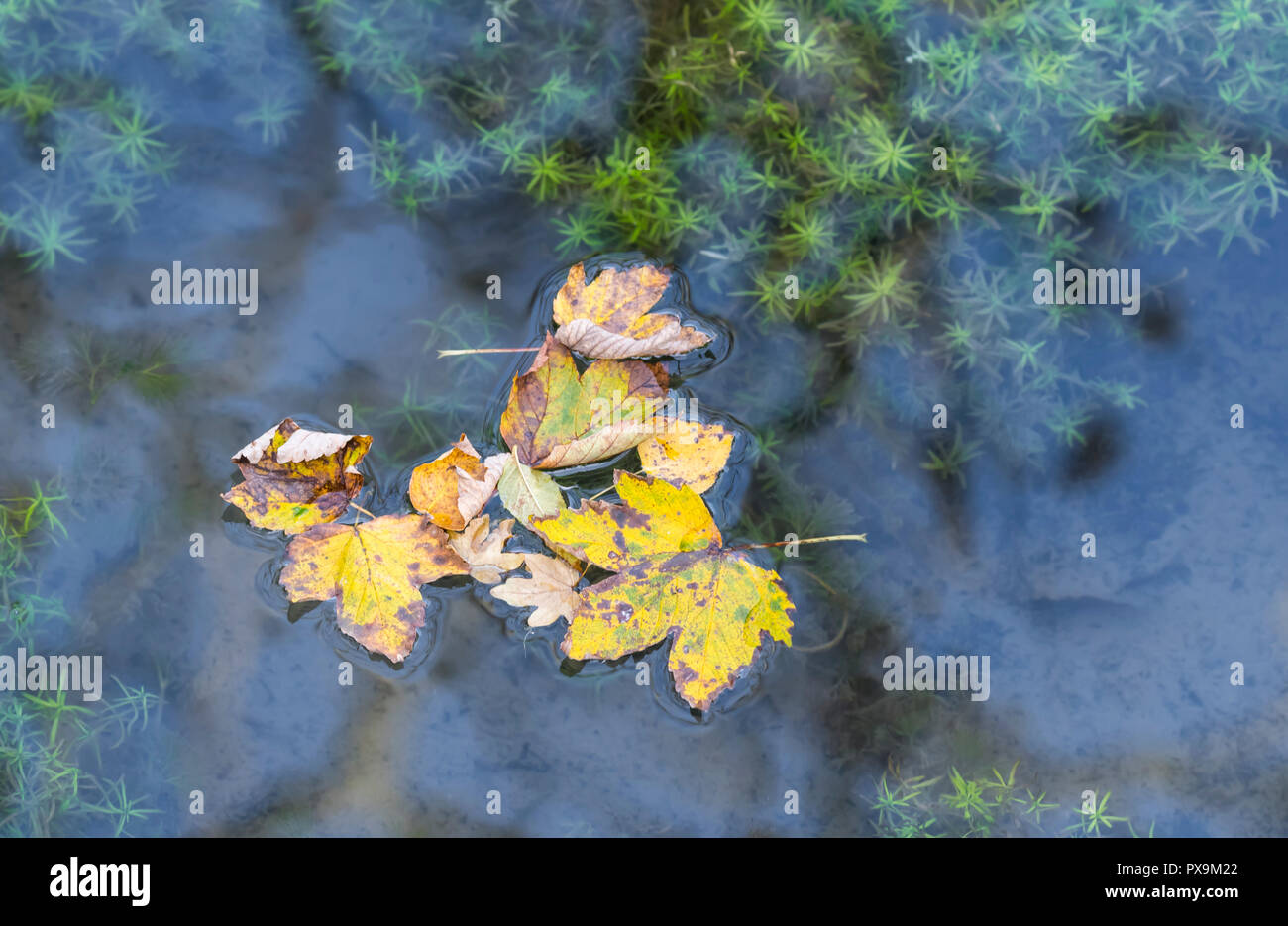 Several dead fallen leaves floating in water with reflecting sky at the start of Autumn in the UK. Autumn colours concept. Stock Photo