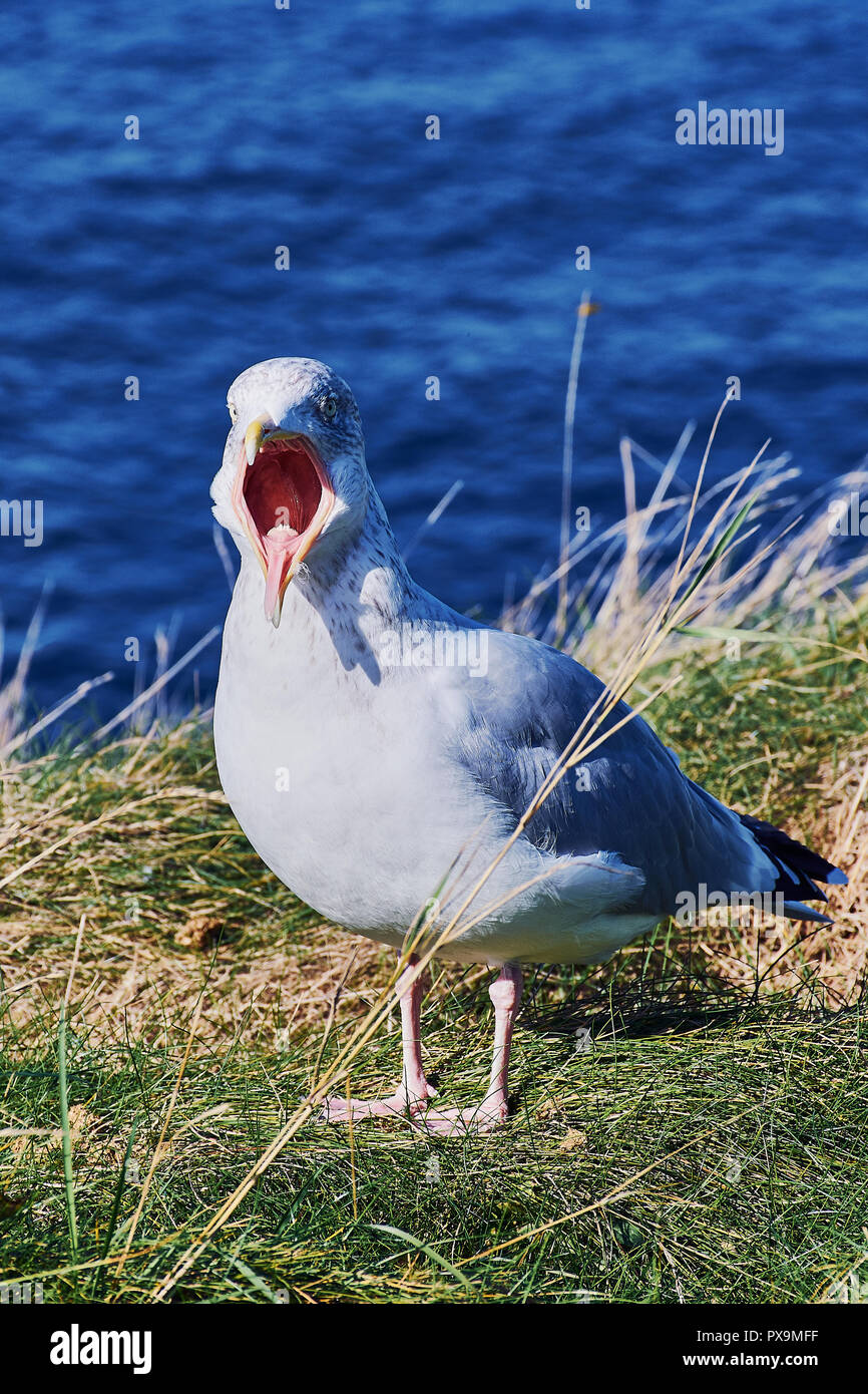seagull screaming, open beak, on the grass with sea background Stock Photo