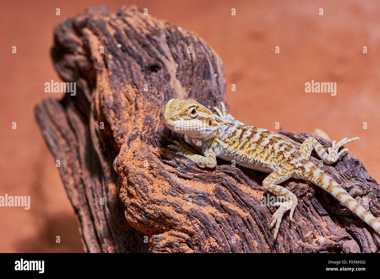 Close up young male iguana name Bearded Dragon on wood in its terrarium Stock Photo Alamy