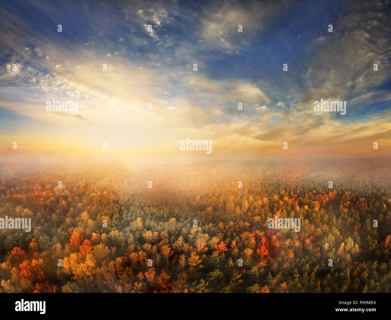 Tree forest misty hi-res stock photography and images - Alamy