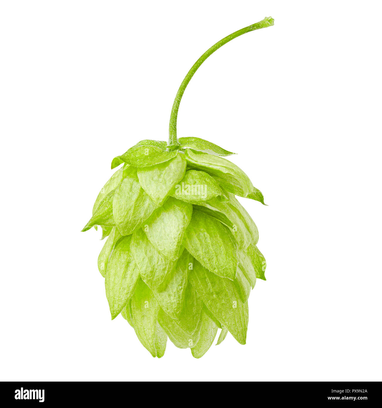 Hop Depth Image green hop, isolated on white background, clipping path, full depth of ...