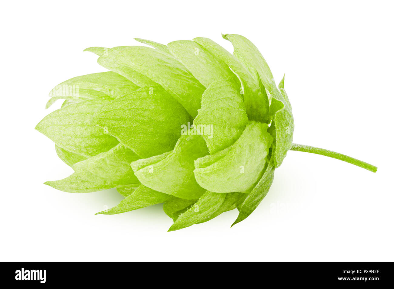 Hop Depth Image green hop, isolated on white background, clipping path, full depth of ...