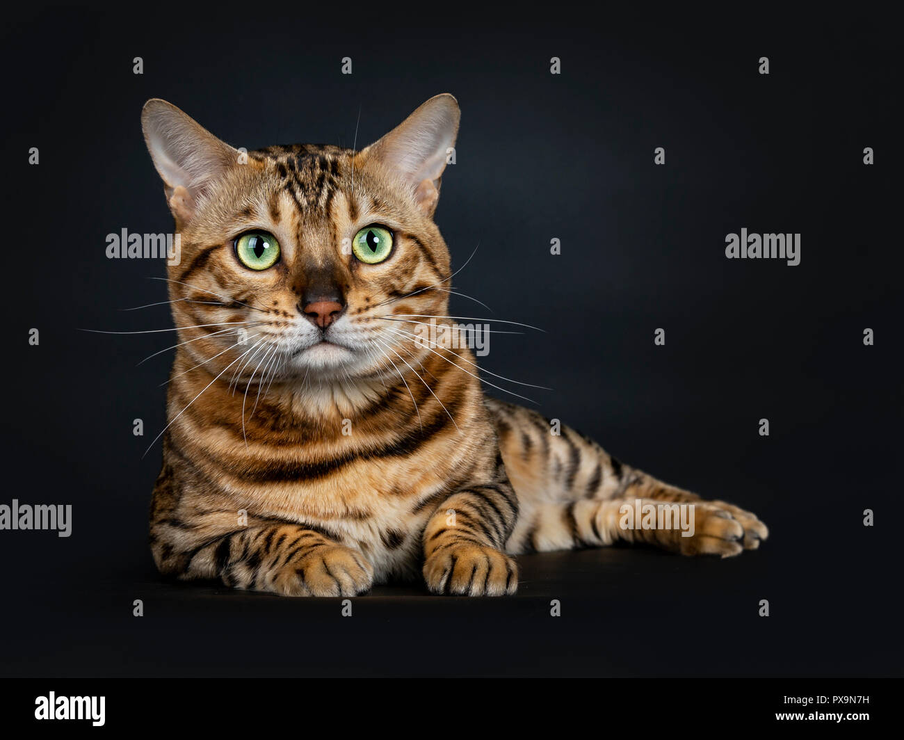 Handsome shiny male bengal cat hi-res stock photography and images - Alamy