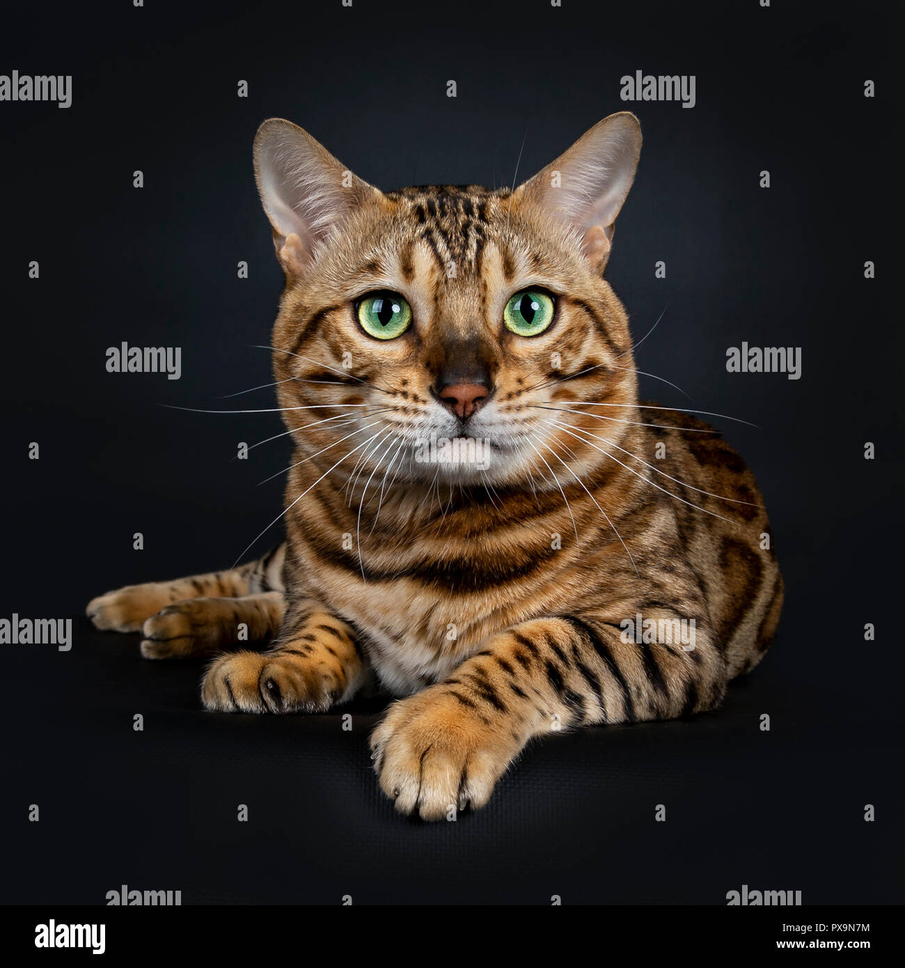 Handsome Shiny Male Bengal Cat Laying Down Front View Looking Beside Camera With Green Eyes Isolated On Black Background Stock Photo Alamy
