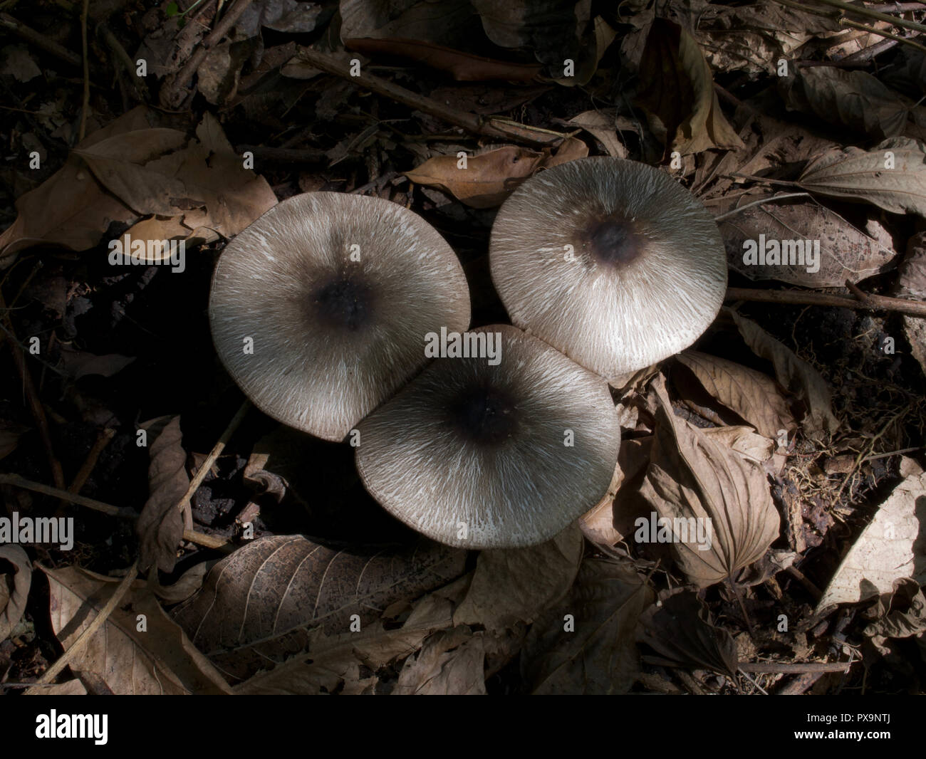 Three large wild mushrooms on the forest floor in a tropical jungle. Stock Photo