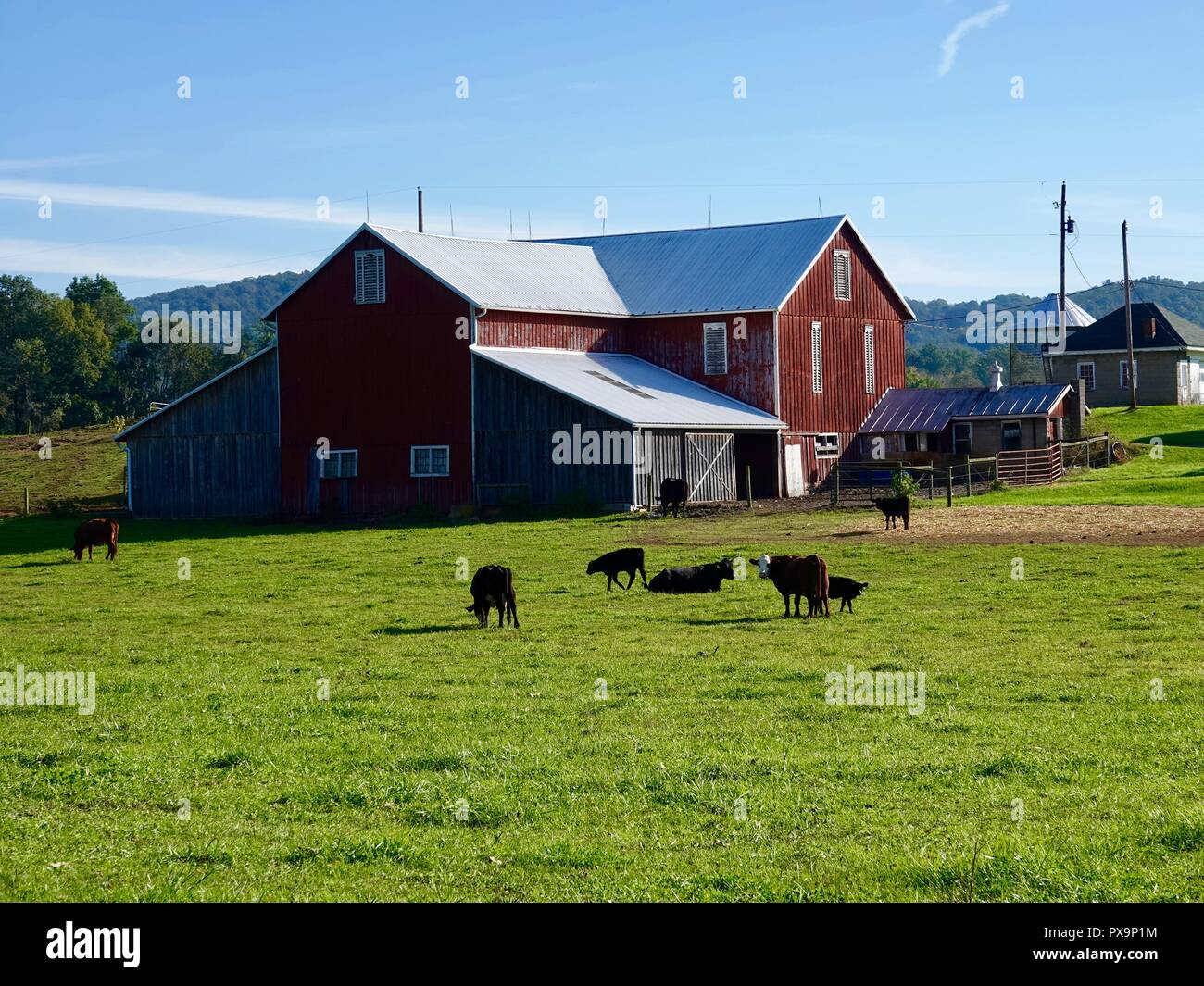 Red Barn With Small Herd Of Cattle Under Clear Morning Skies In