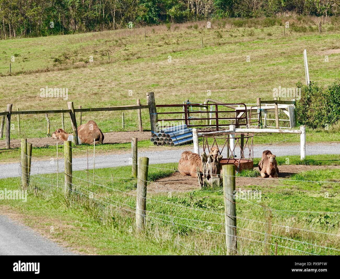 Amish and camel hi-res stock photography and images - Alamy