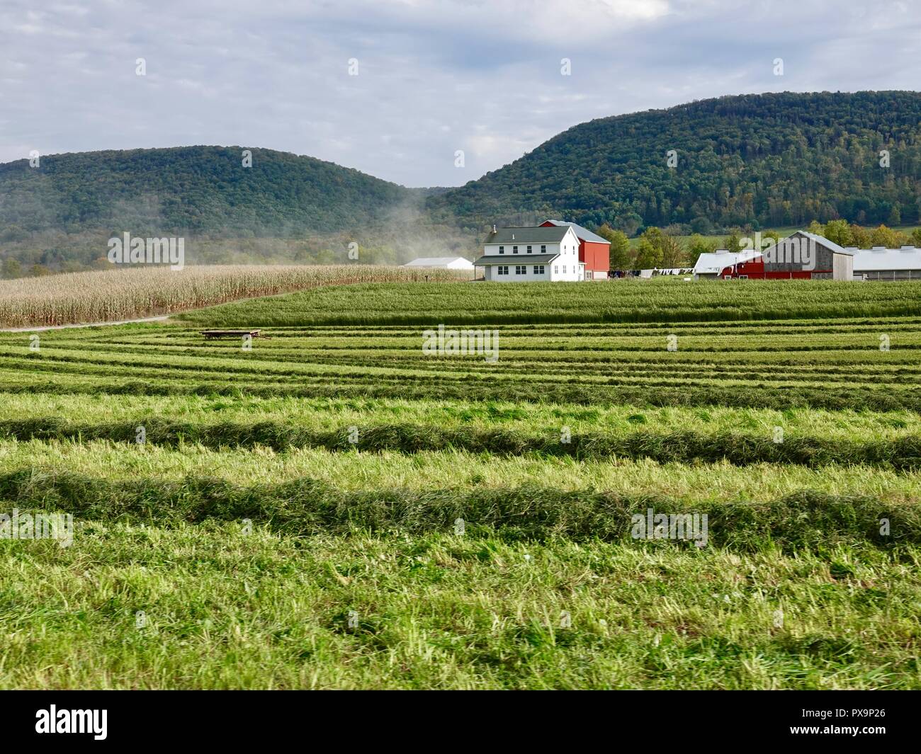White farm house and red farm buildings, seen across planted crop