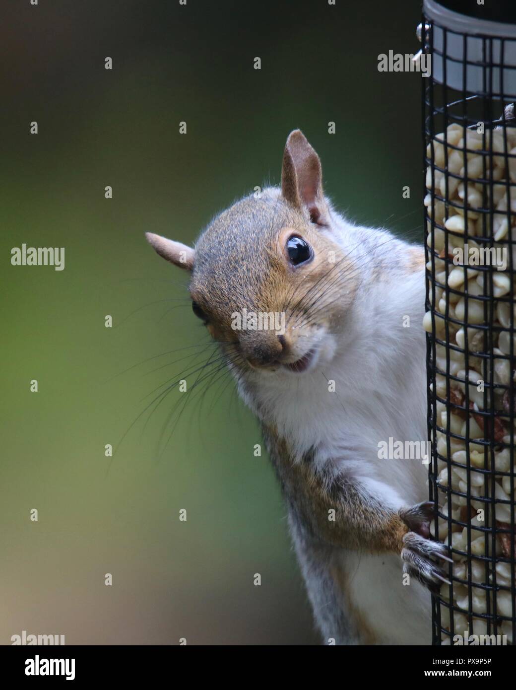 A Pesky Gray Squirrel Sciurus Carolinensis Stealing Peanuts From A