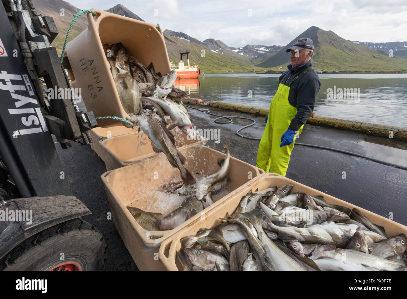 Sorting fresh caught fish in SiglufjÃ¶rÃ°ur, Siglufjordur, off the north coast of Iceland. Stock Photo