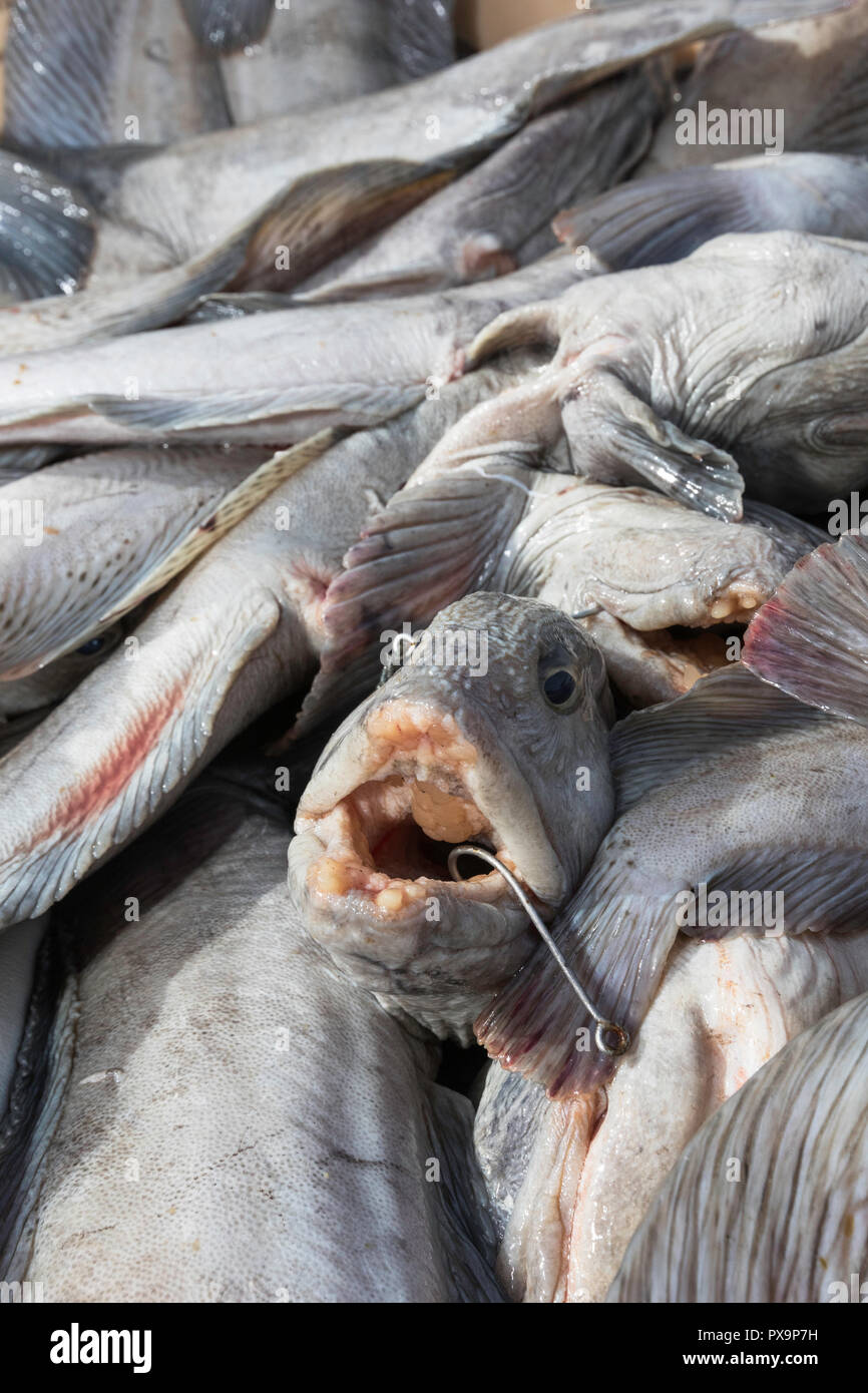 Fresh caught fish in Siglufjordur, off the north coast of Iceland Stock Photo