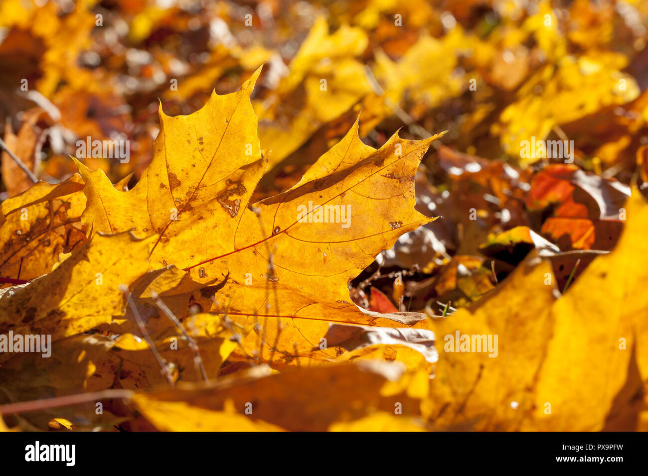 lying on the ground yellow maple leaves in autumn season, park ...
