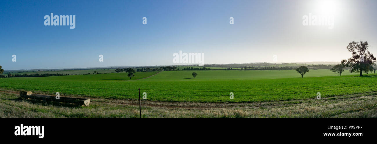 Farming wheat and canola in Wagga Wagga NSW Australia Stock Photo