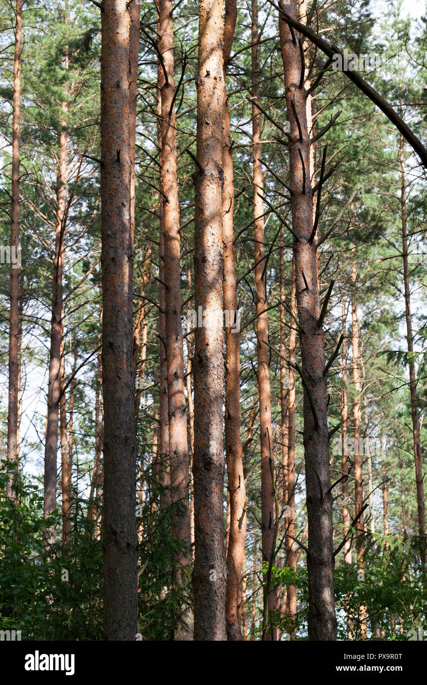 the central part of the trunks of pine trees in the forest at sunset ...