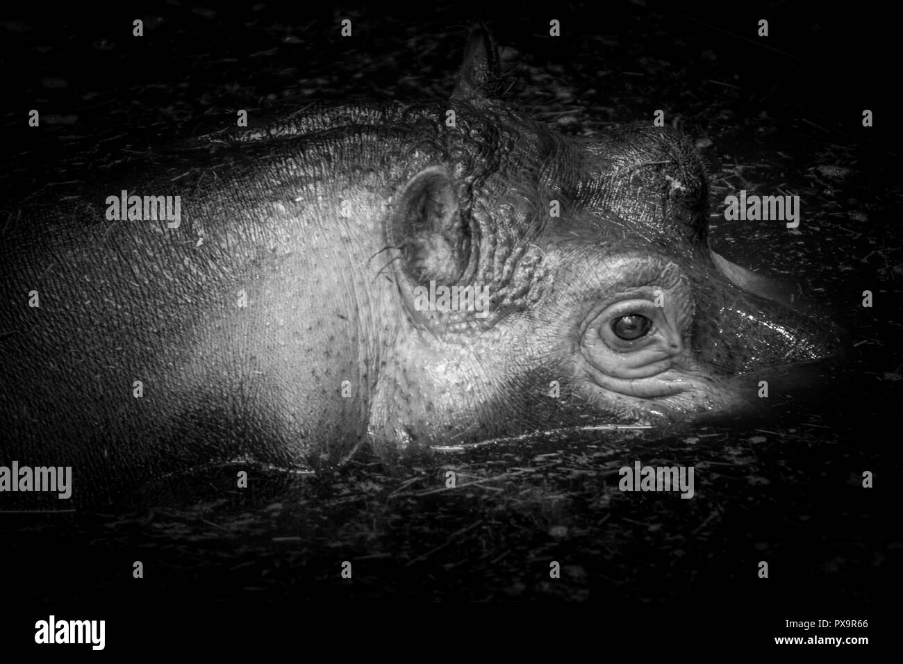 Young hippopotamus (Hippopotamus amphibius) in water. Wildlife animal. Stock Photo