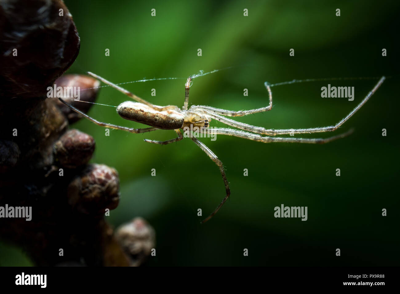 Spider on net on tree macro photo Stock Photo