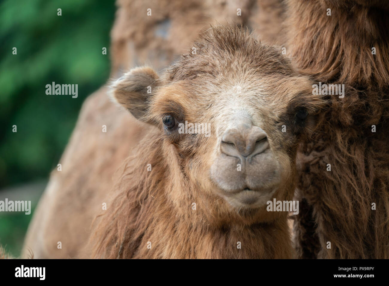 young domestic bactrian Camel ( Camelus bactrianus ) Stock Photo