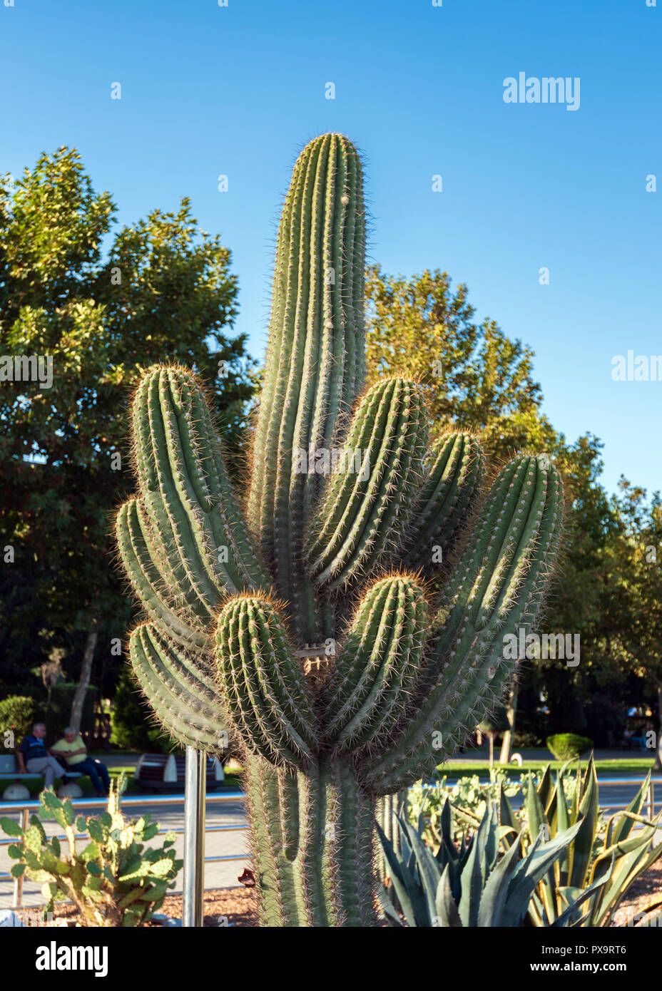 Huge cactus in a city park Stock Photo - Alamy