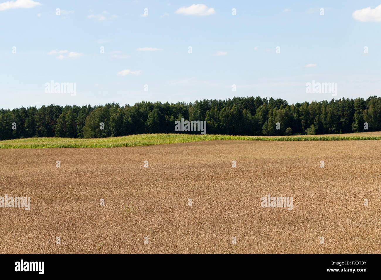 field corn landscape Stock Photo - Alamy
