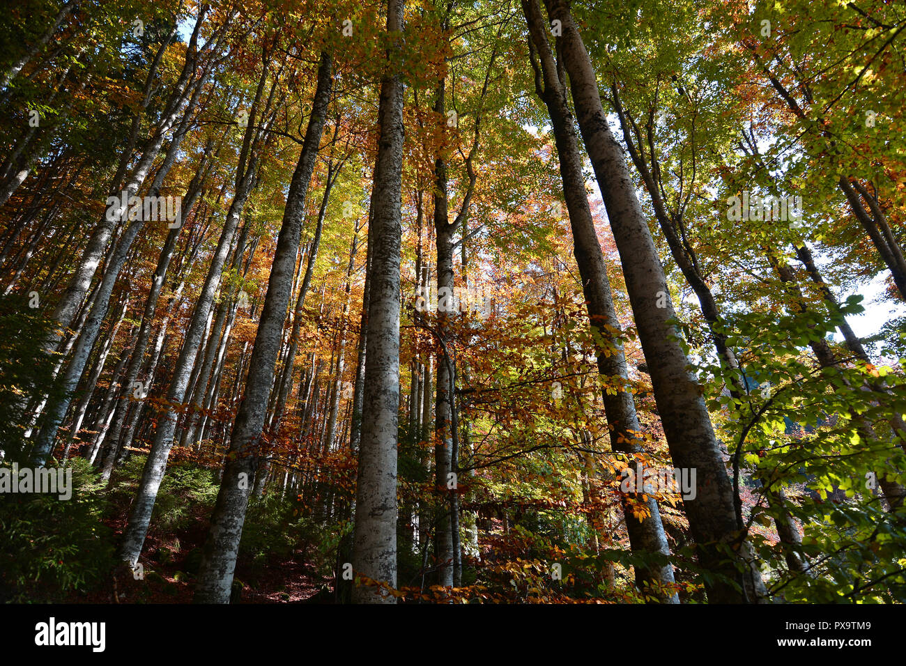 the fantastic colors of the autumn forests Stock Photo - Alamy
