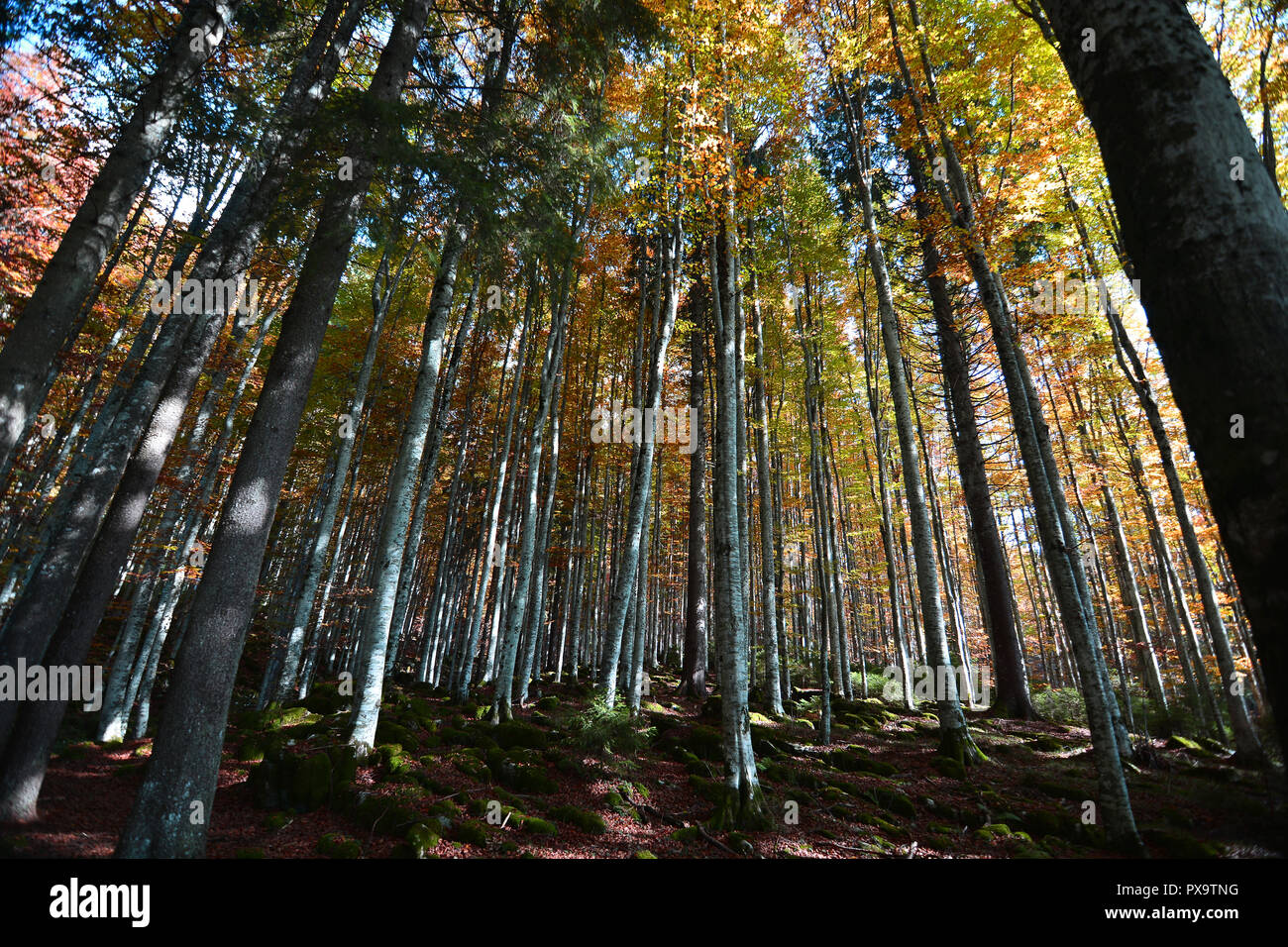 the fantastic colors of the autumn forests Stock Photo