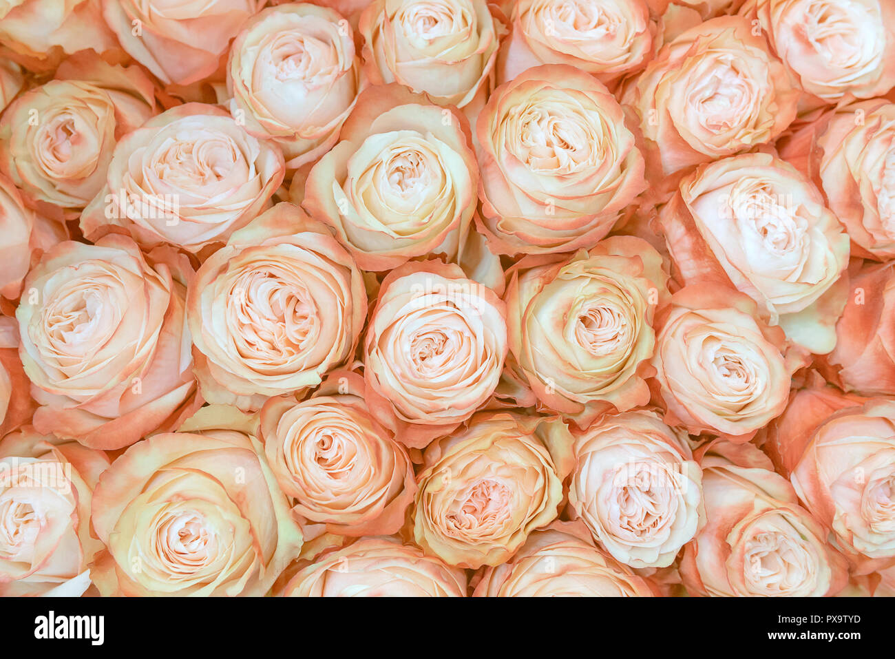 fresh, beautiful creamy roses background Stock Photo - Alamy