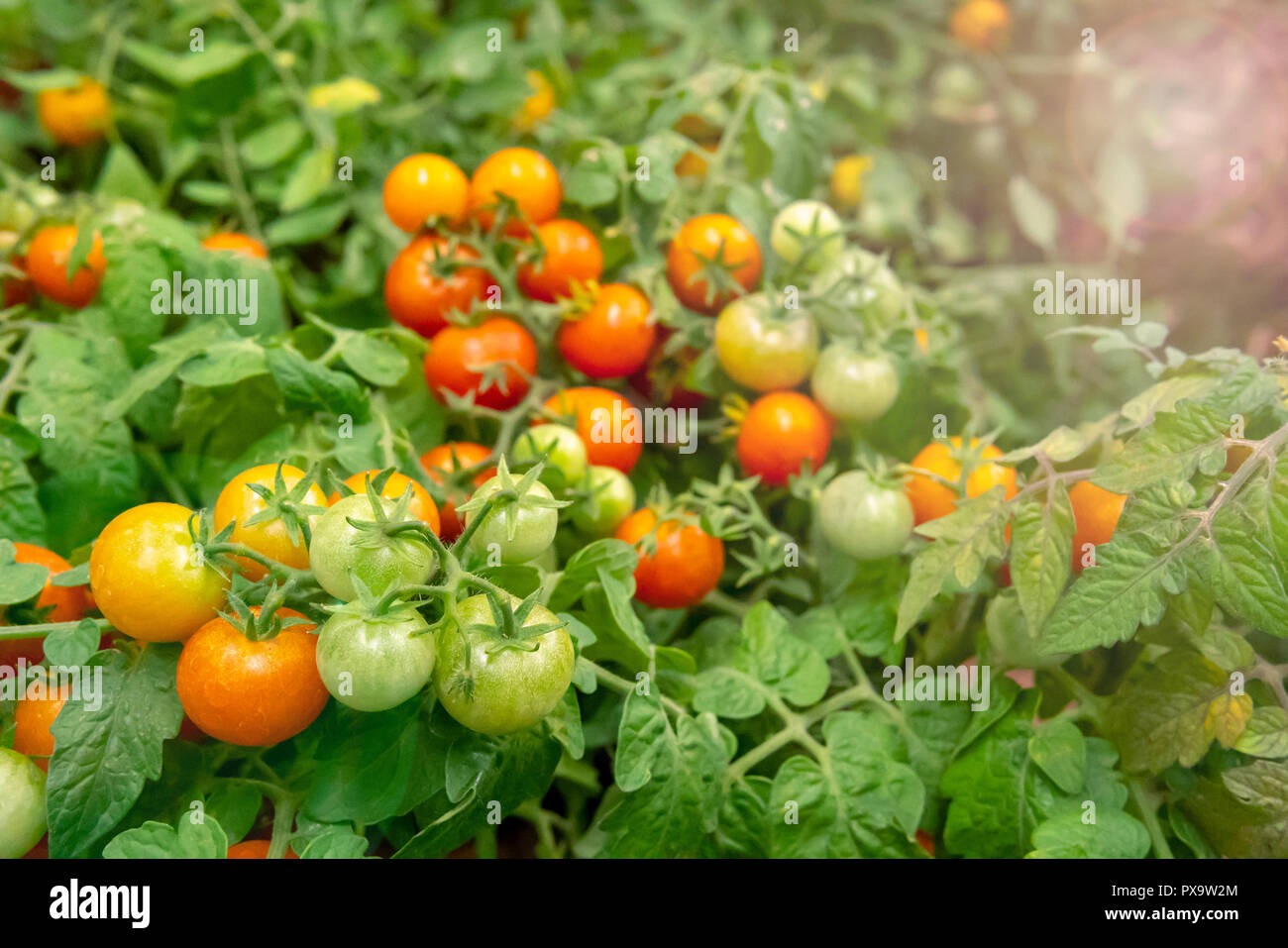 Red and green tomatoes on the branches Stock Photo - Alamy
