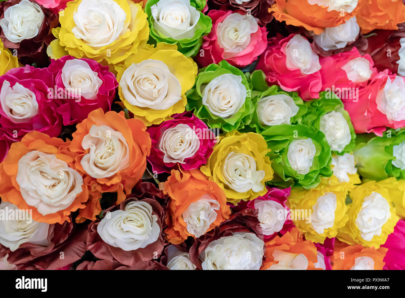 Large multi-colored roses Stock Photo - Alamy