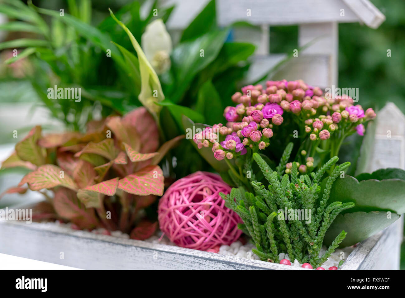 Beautiful composition of flowers in a pot. Stock Photo