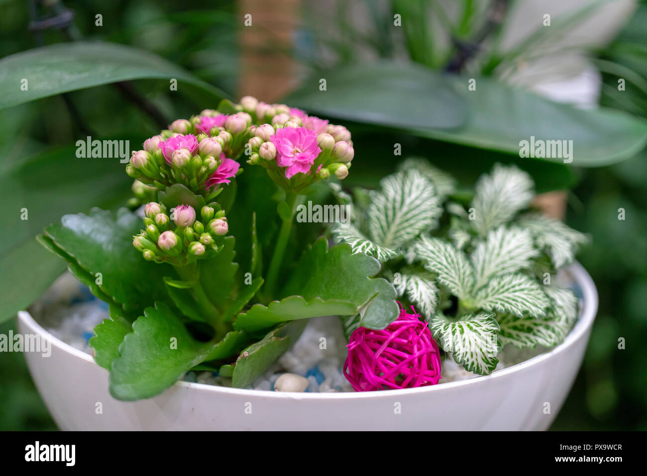 Beautiful composition of flowers in a pot. Stock Photo