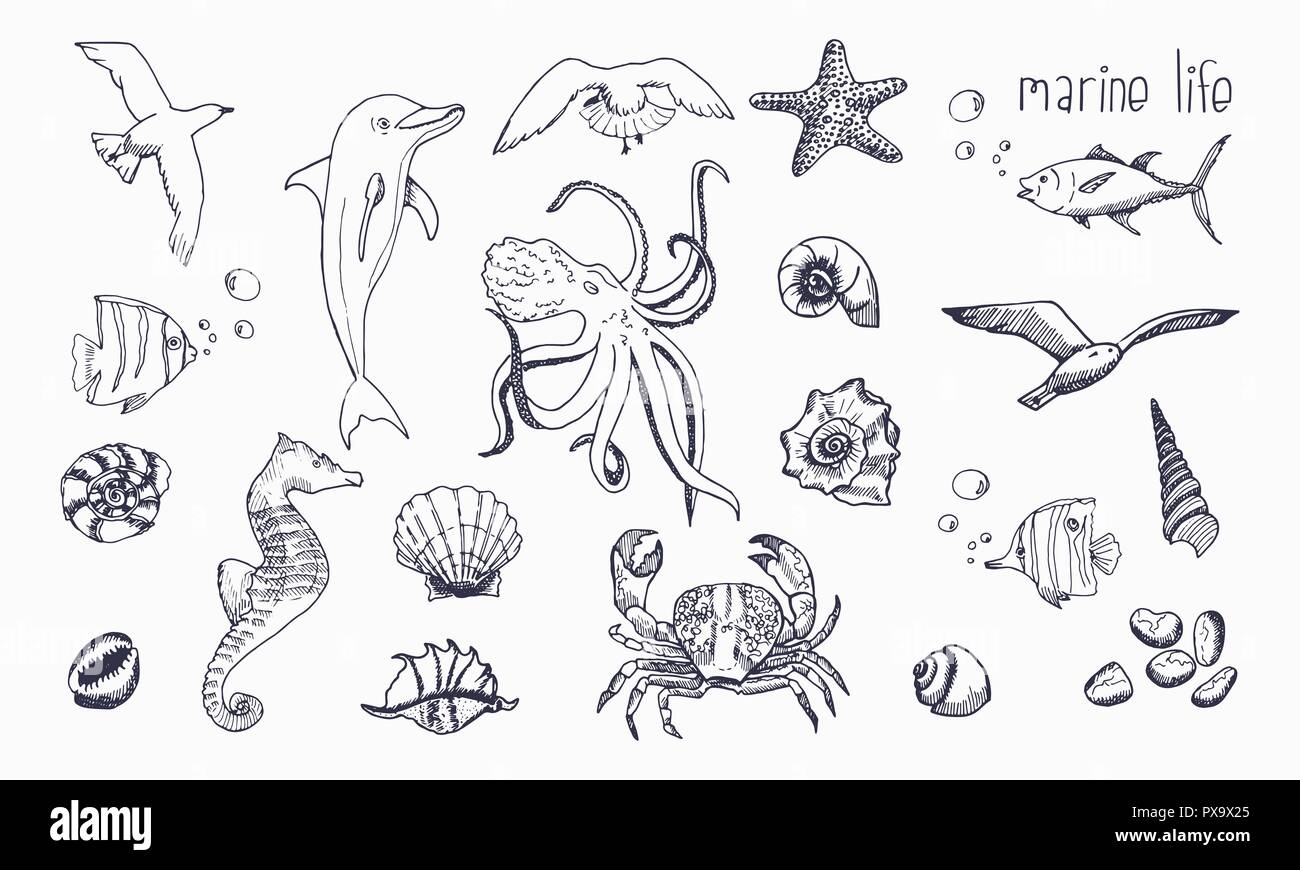 Premium Vector | Hand drawn set of fish and wild marine animals doodle sea  life in sketch style