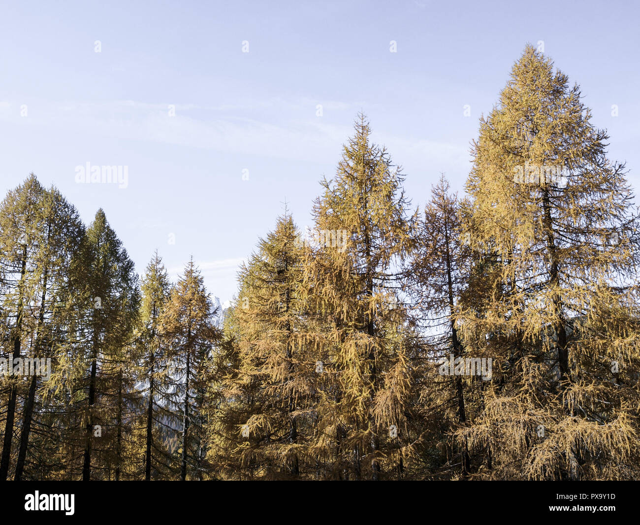 Larch trees, Italy, South Tyrol, Die Drei Zinnen Stock Photo