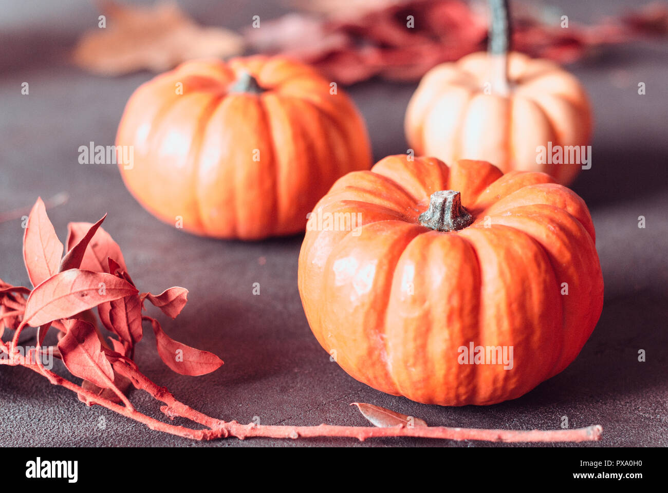 bright orange mini pumpkins for halloween on black background Stock Photo