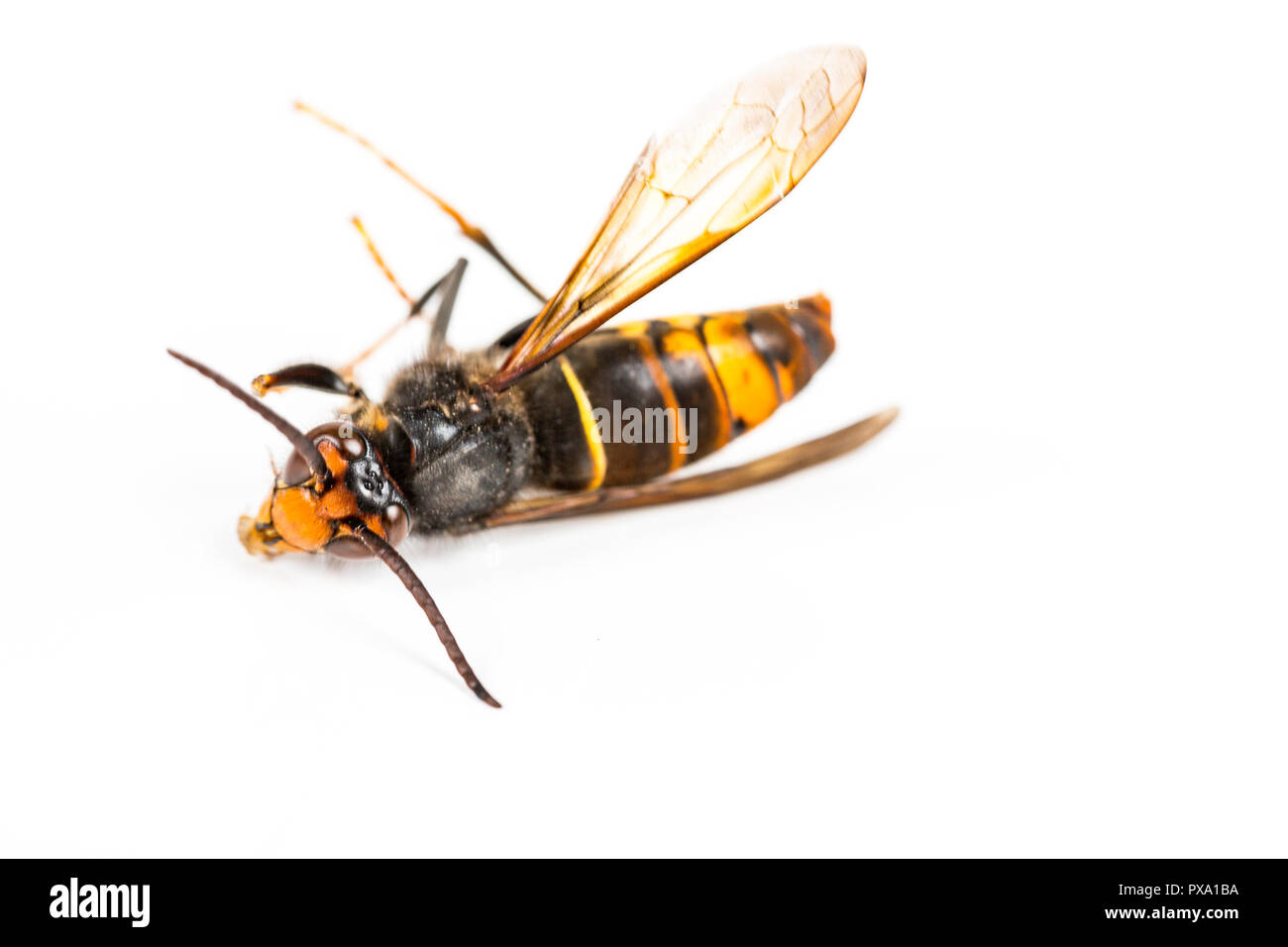 Close up of dead asian hornet wasp insect macro in white background. Poisonous venom animal colony. Concept of danger in nature Stock Photo