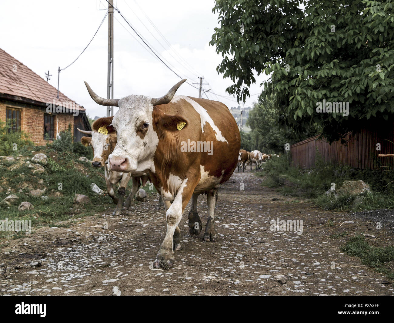 Europe cow old romanian traditonal hi-res stock photography and images -  Alamy