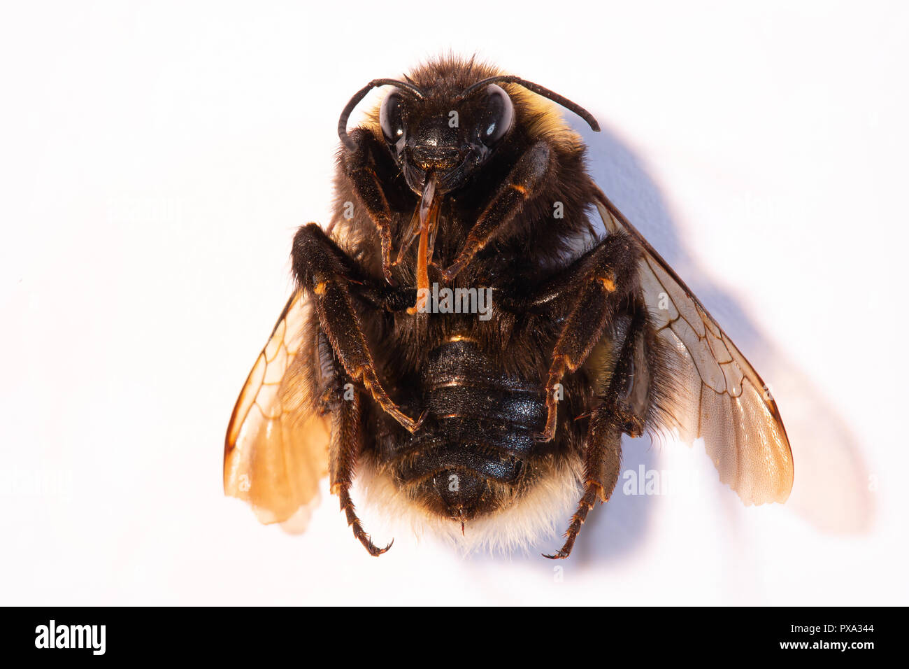 Top view of a dead Bumblebee body lying on it's back on a white background. Stock Photo