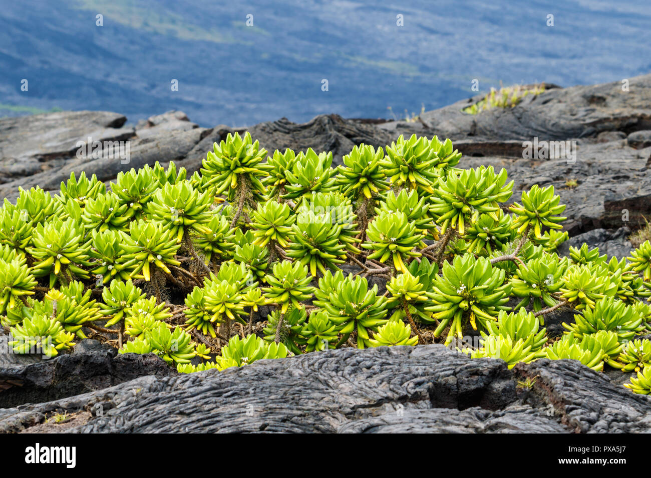 Beach Naupaka plant (scaevola taccada) growing on black volcanic lava near shoreline on the Big Island of Hawaii, Volcano National Park. Stock Photo