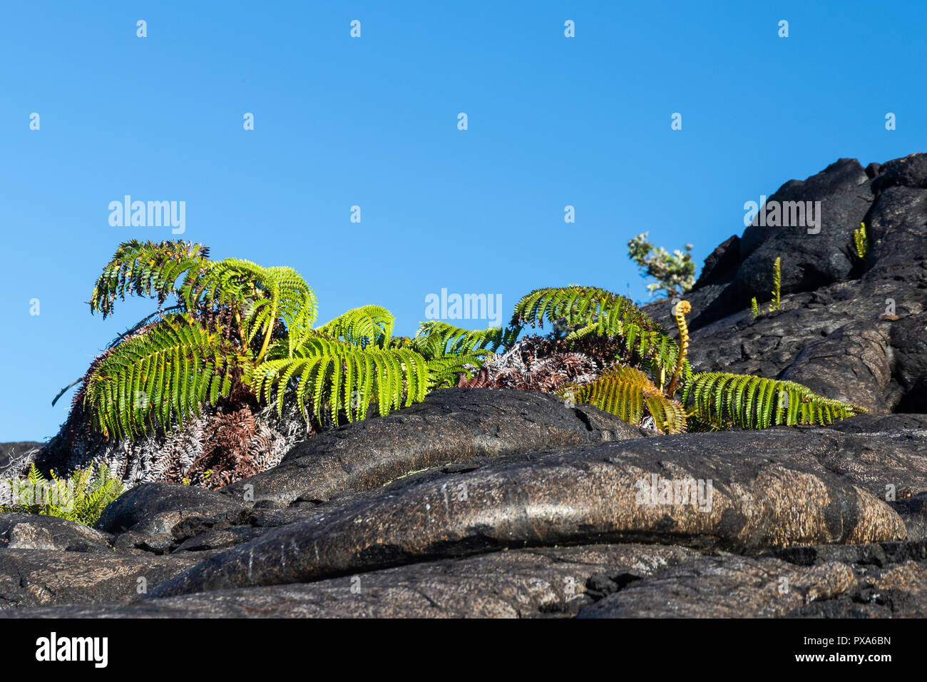 Pair of green ferns growing out of dark pahoehoe lava. Blue sky is in the background. Near Chain of Craters Road in Volcano National Park, Hawaii. Stock Photo