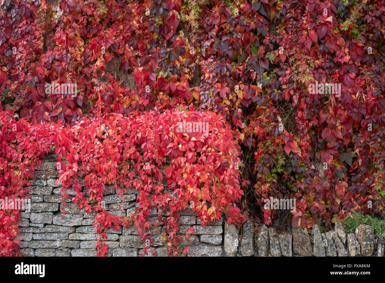 Parthenocissus quinquefolia.Virginia creeper / American ivy covering the walls of a cottage. Kingham, Cotswolds, Oxfordshire, England Stock Photo