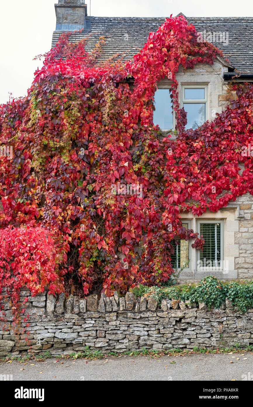 Parthenocissus quinquefolia.Virginia creeper / American ivy covering the walls of a cottage. Kingham, Cotswolds, Oxfordshire, England Stock Photo