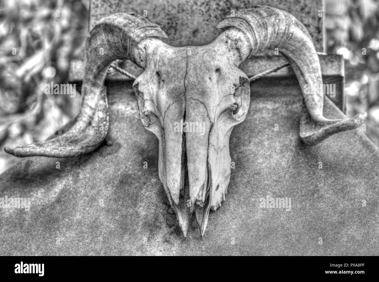 Ram skull in black and white closeup Stock Photo