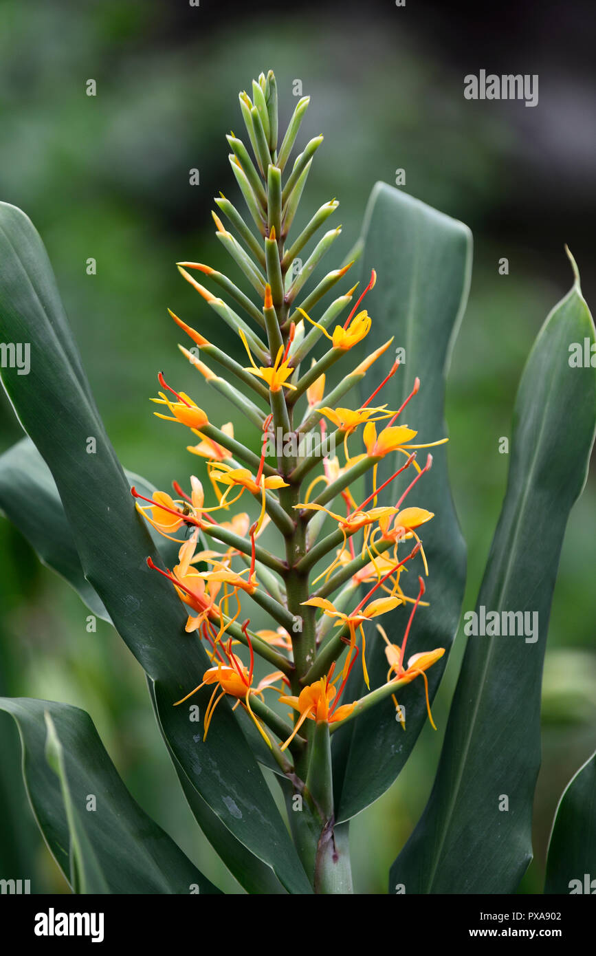 Orange tropical flowers hires stock photography and images Alamy