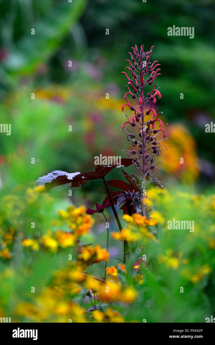 Lobelia tupa,Devil's tobacco flower,red,flowers,flowering,spike,spire,tall,perennial,garden,gardens,RM Floral Stock Photo