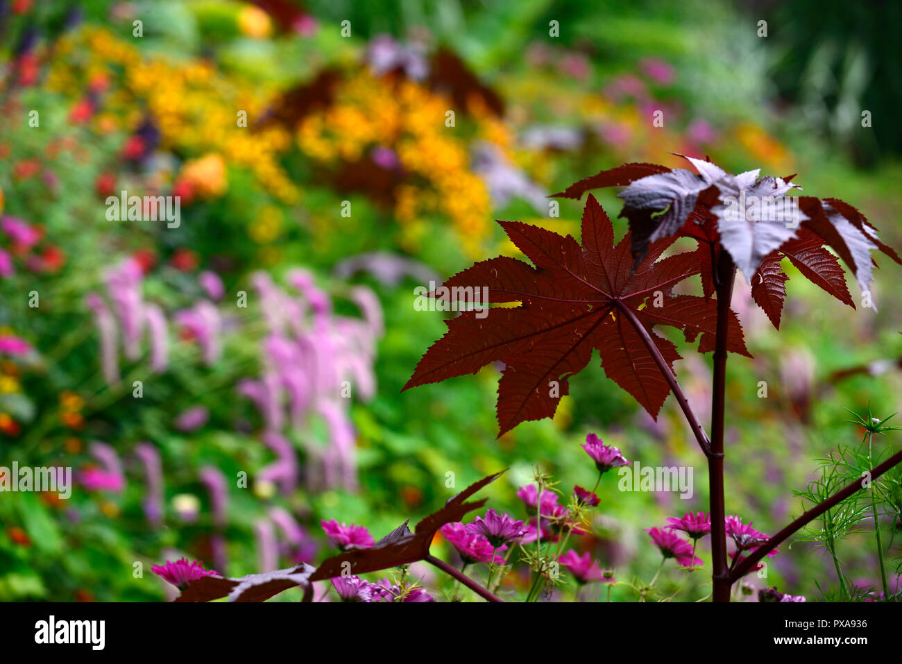 ricinus communis,dark,leaves,foliage,castor oil plant,toxic,poisonous,exotic,garden,RM Floral Stock Photo