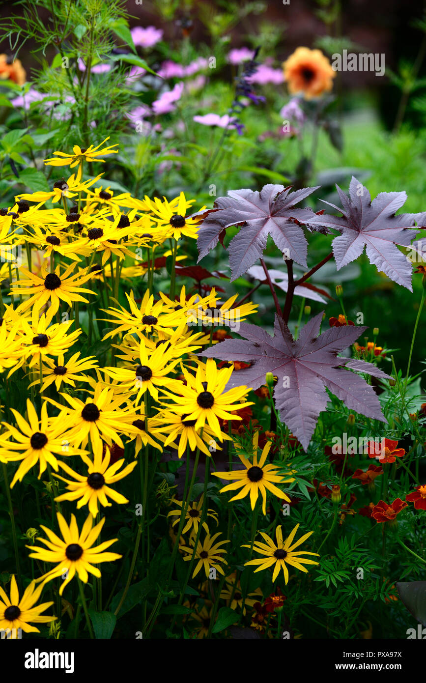 ricinus communis,dark,leaves,foliage,castor oil plant ,toxic,poisonous,exotic,garden,RM Floral Stock Photo