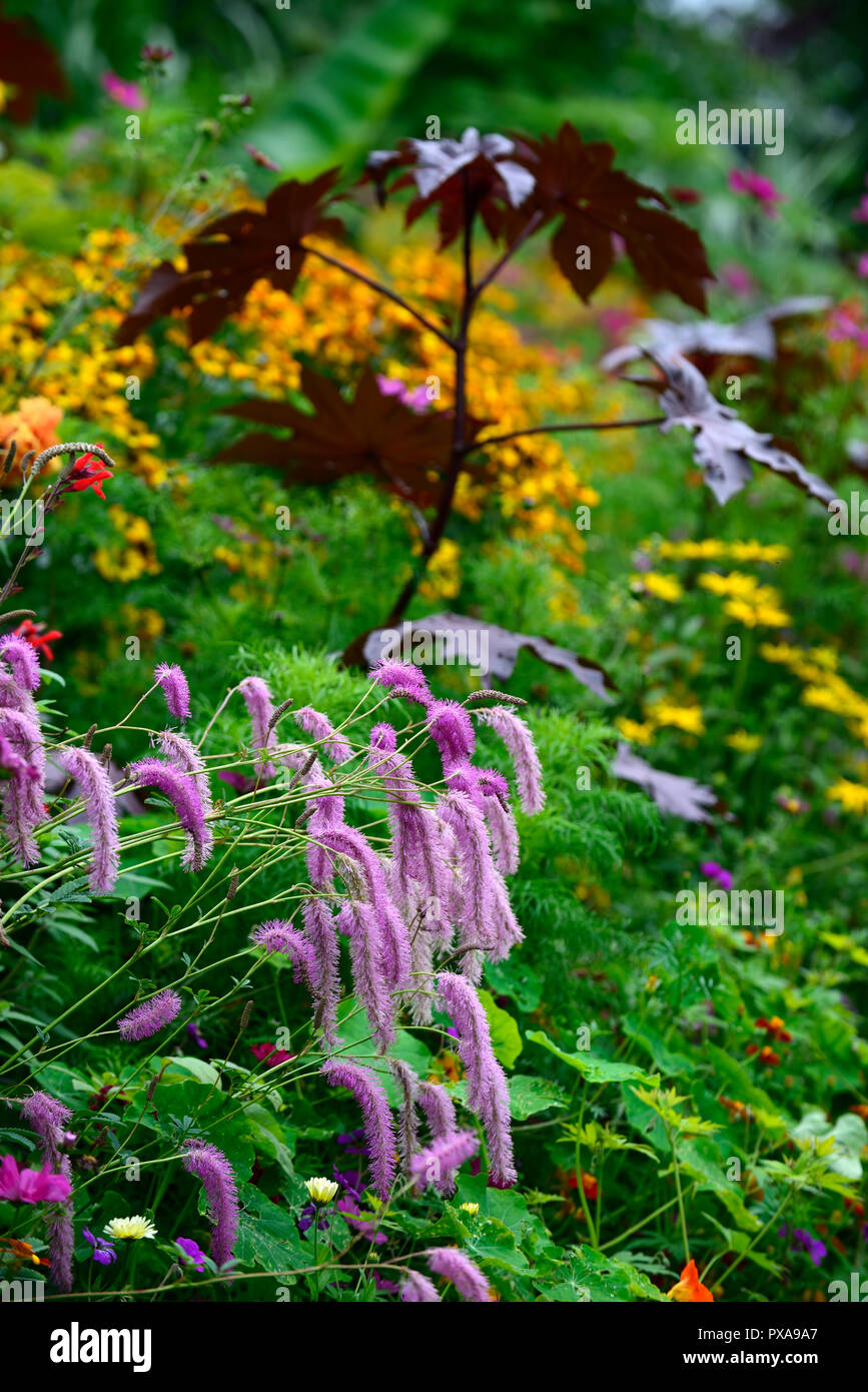 Sanguisorba hakusanensis Lilac Squirrel,ricinus communis,helenium,cosmos,salvia,tagetes patula,mix,mixed,annuals,perennials,planting,scheme,exotic,gar Stock Photo