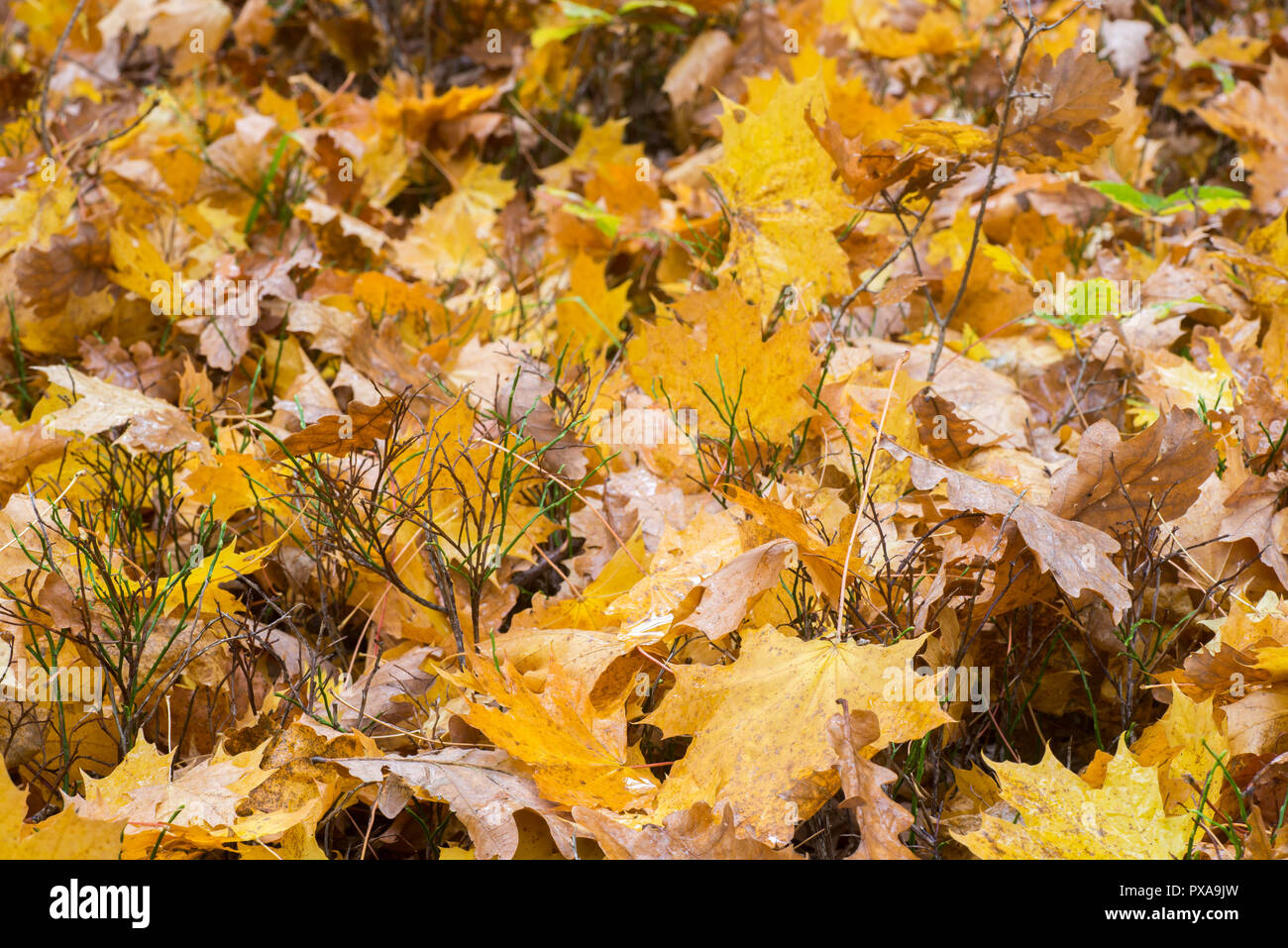 autumn maple fallen yellow leaves Stock Photo